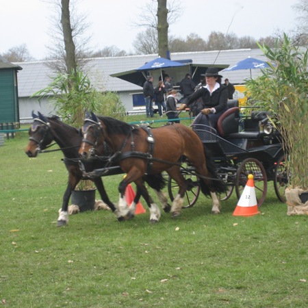 Welsh Cob Typ