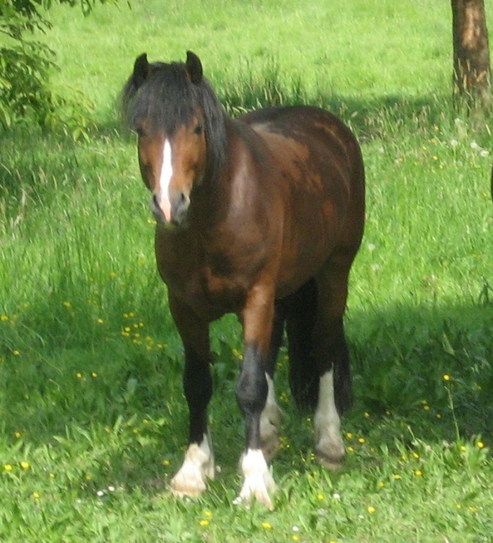 Welsh C Hengst Menai Romeo