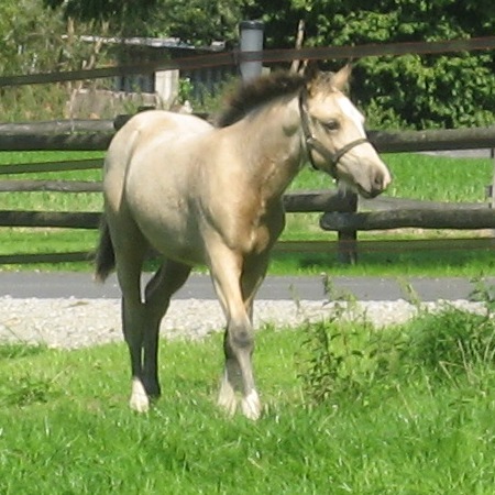 SAJA Saphira
