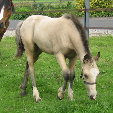SAJA Saphira