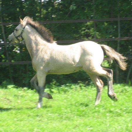 SAJA Saphira