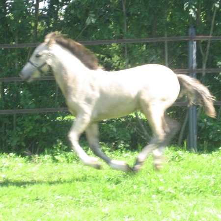 SAJA Saphira