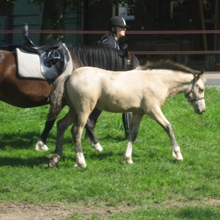 SAJA Saphira