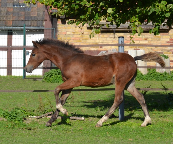 SAJA Stormy Boy