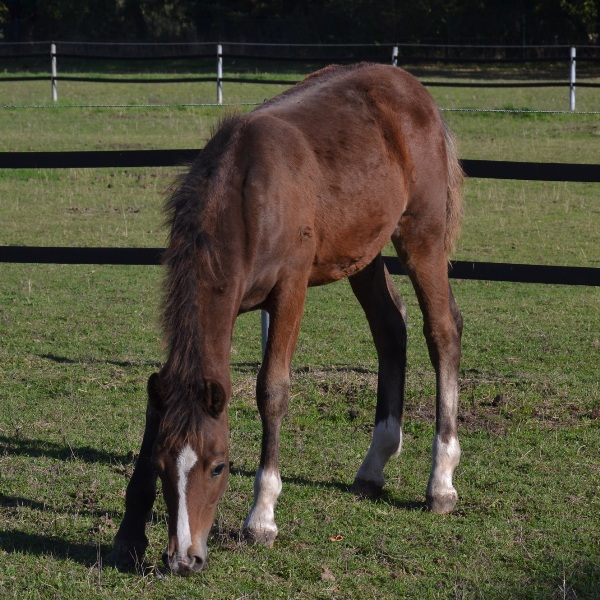 SAJA Stormy Boy