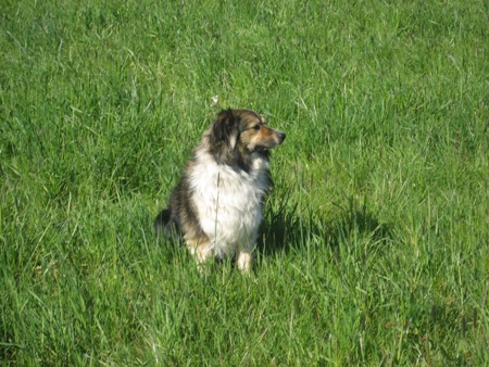 Border Collie