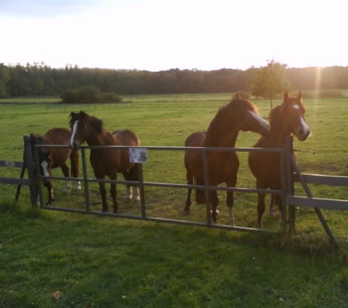 Welsh C Ponys
