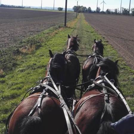 Welsh C Ponys