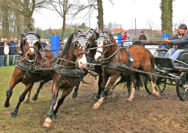 Welsh C Ponys