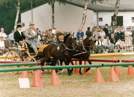 Welsh C Hengste