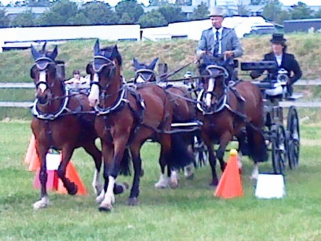 Welsh C Ponys