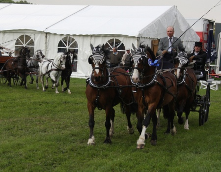 Welsh C Pony Gespann