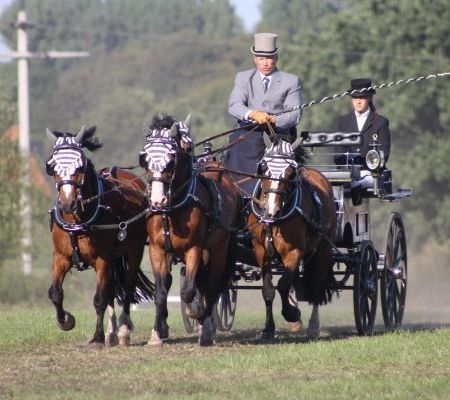 Welsh C Ponys