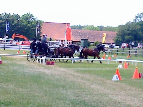 Welsh C Ponys