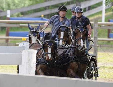 Welsh C Pony Gespann
