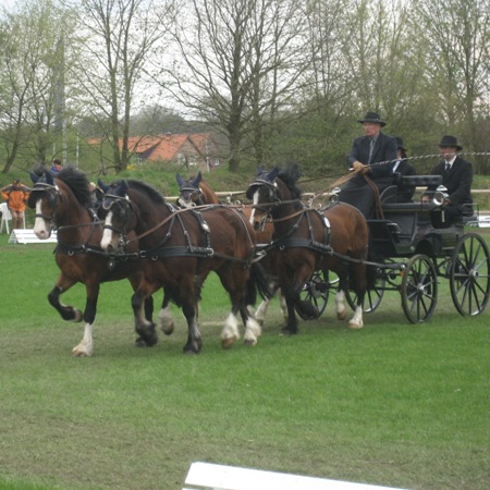 Welsh C Kutsche Fahren